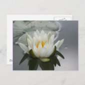Water Lily Flower Photography Briefkaart (Voorkant / Achterkant)