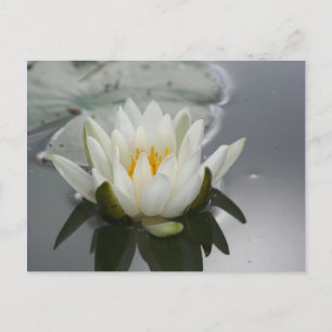 Water Lily Flower Photography Briefkaart