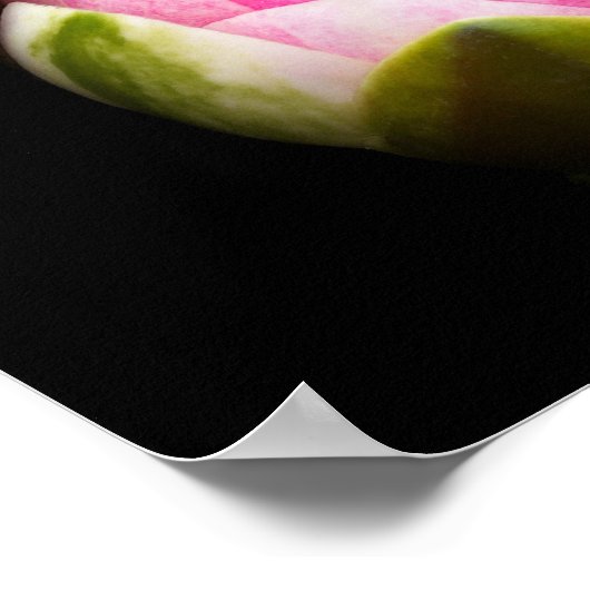 Water Lily Flower Poster (Hoek)