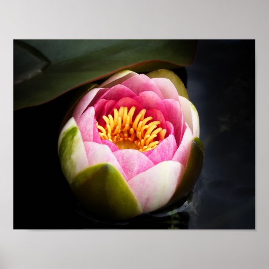 Water Lily Flower Poster (Voorkant)