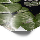 Water Lily Foto Afdruk (Hoek)