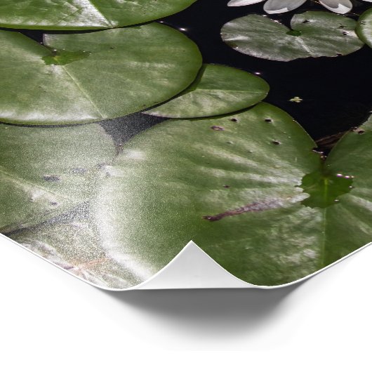 Water Lily Foto Afdruk (Hoek)