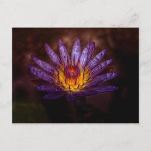 Water Lily Fotografie Briefkaart door Freyja ser