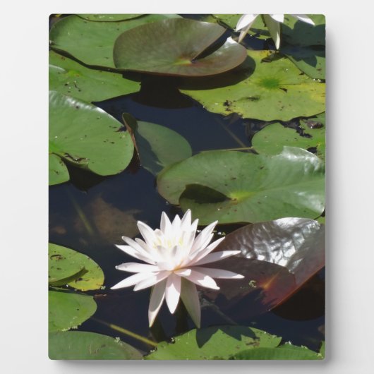 Water Lily Fotoplaat (Voorkant)
