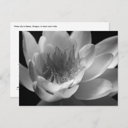 Water Lily in Black & White in Keizer, Oregon Briefkaart (Voorkant / Achterkant)