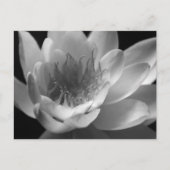Water Lily in Black & White in Keizer, Oregon Briefkaart (Voorkant)