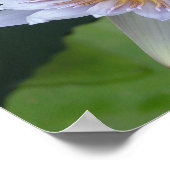 Water Lily in Bloom Poster (Hoek)