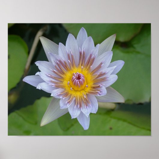 Water Lily in Bloom Poster (Voorkant)