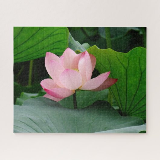 Water Lily Legpuzzel (Horizontaal)