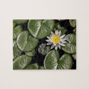 Water Lily Legpuzzel
