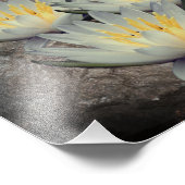 Water Lily Lotus bloem op steen 8x10 Foto Afdruk (Hoek)