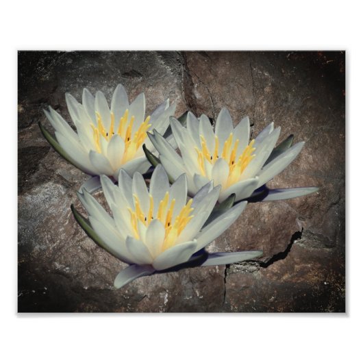 Water Lily Lotus bloem op steen 8x10 Foto Afdruk (Voorkant)