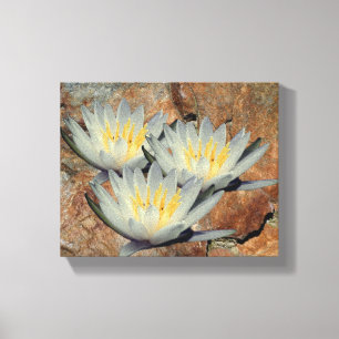 Water Lily Lotus bloemen op steen Canvas Afdruk