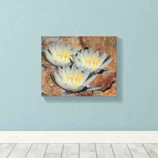 Water Lily Lotus bloemen op steen Canvas Afdruk (Insitu (Houten vloer))