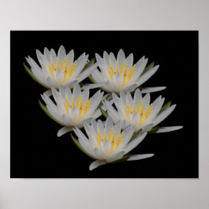 Water Lily Lotus Flower Blossom Poster
