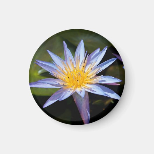 Water Lily Magneet (Voorkant)