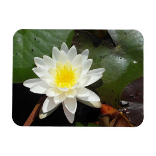 Water Lily Magneet