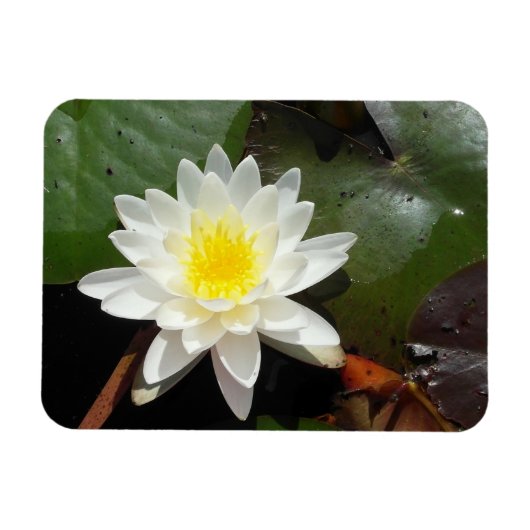 Water Lily Magneet (Horizontaal)