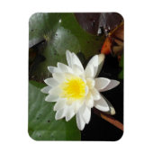 Water Lily Magneet (Verticaal)