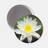 Water Lily Magneet (Voorkant / Achterkant)