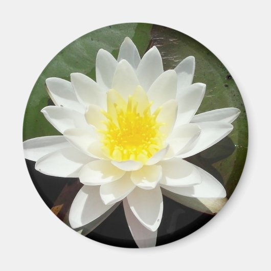 Water Lily Magneet (Voorkant)