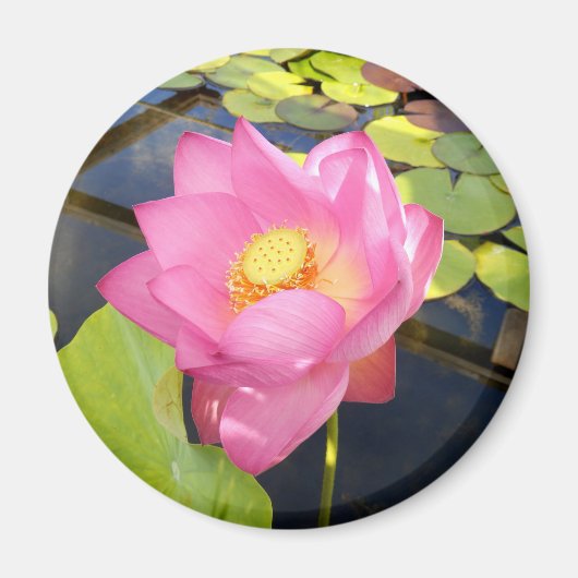 Water Lily Magnet (Voorkant)