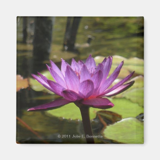 Water Lily Magnet (Voorkant)