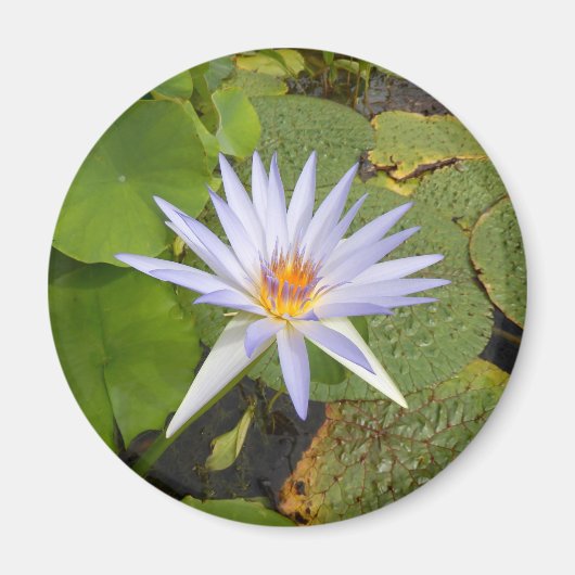 Water Lily Magnet (Voorkant)