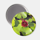 Water Lily Magnet (Voorkant / Achterkant)