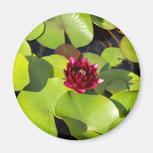 Water Lily Magnet (Voorkant)