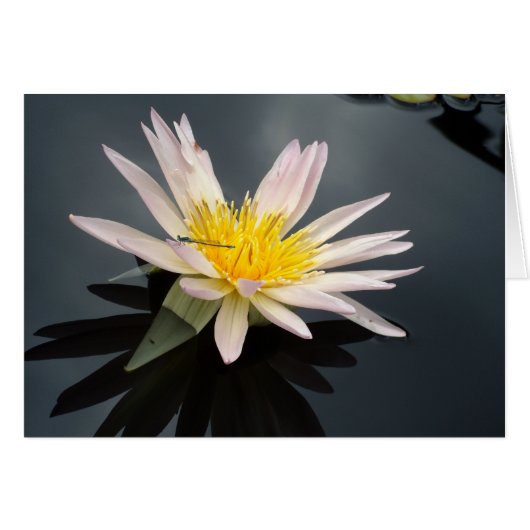 Water Lily met Dragonfly (Voorkant Horizontaal)