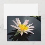 Water Lily met Dragonfly Briefkaart (Voorkant / Achterkant)