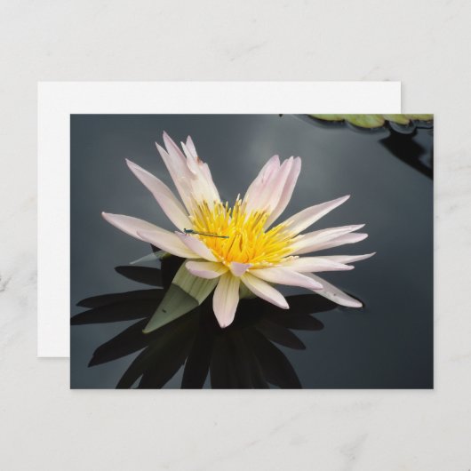 Water Lily met Dragonfly Briefkaart (Voorkant / Achterkant)