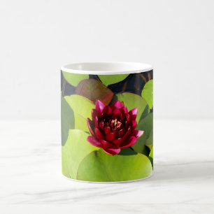 Water Lily Mok