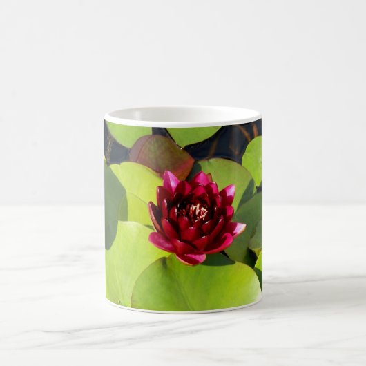 Water Lily Mok (Center)