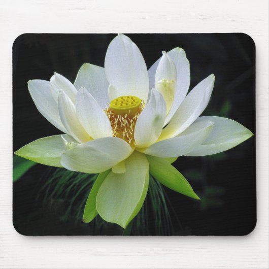 Water Lily Mousepad Muismat (Voorkant)