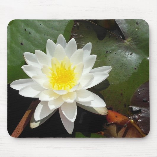 Water Lily Muismat (Voorkant)