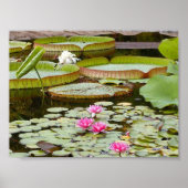 Water Lily Pads Ponds Poster (Voorkant)