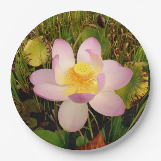 Water Lily Paper Bord (Voorkant)