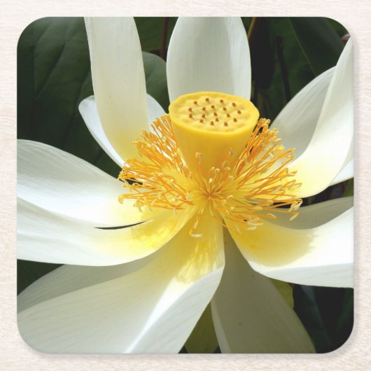 Water Lily Paper Onderzetter (Voorkant)