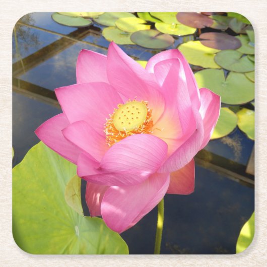 Water Lily Paper Onderzetter (Voorkant)
