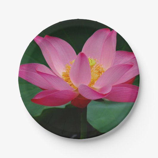 Water Lily Papieren Bordje (Voorkant)