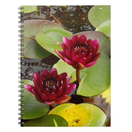 Water Lily Photo Notitieboek (Voorkant)