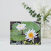Water-Lily Pond [Briefkaart] Briefkaart (Staand voorkant)