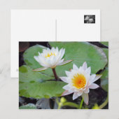 Water-Lily Pond [Briefkaart] Briefkaart (Voorkant / Achterkant)