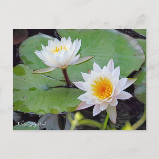Water-Lily Pond [Briefkaart] Briefkaart (Voorkant)