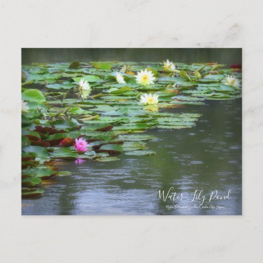 Water-Lily Pond:Briefkaart Briefkaart (Voorkant)