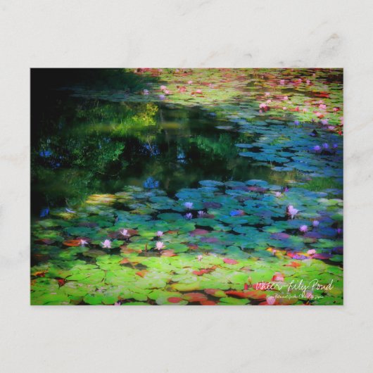 Water-Lily Pond :Postcard Briefkaart (Voorkant)