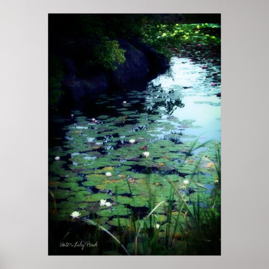 Water Lily Pond Poster (Voorkant)
