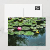 Water-Lily Pond :Postkaart Briefkaart (Voorkant / Achterkant)